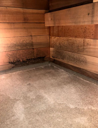 Black Mold in Sauna